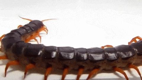 蜈蚣是叫千足虫还是百足虫,有点像蜈蚣又有点像百足虫