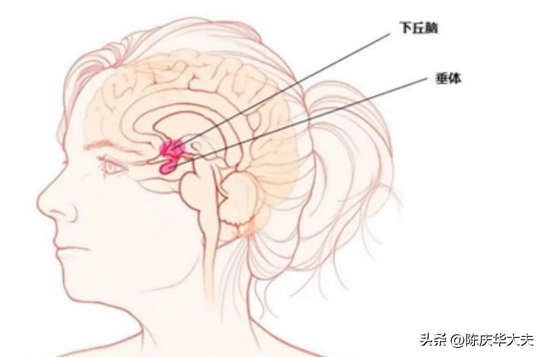 促黄体生成素低是卵巢功能不好吗,男性促黄体生成素偏高说明什么