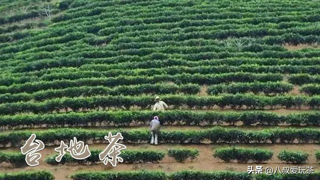 购买普洱茶避坑指南,漫谈普洱茶购买时需要坚守的原则