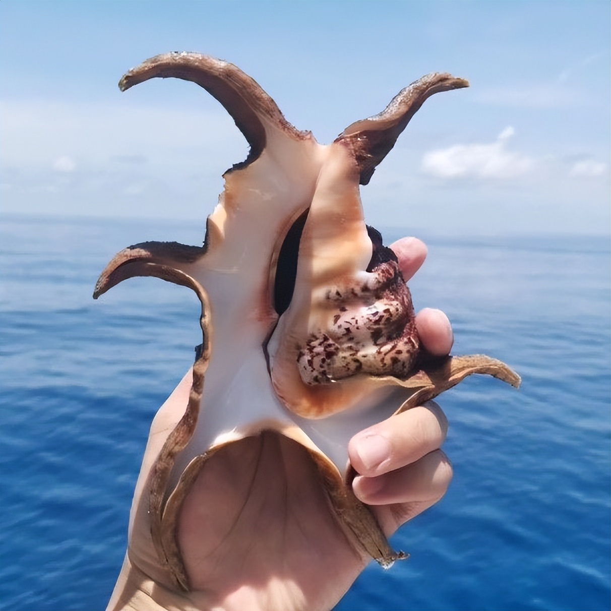 海南海鲜贝类有哪些,海南海鲜贝类