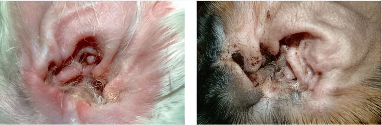 猫中耳炎会引起头颤抖吗,猫咪歪头中耳炎在家里治疗