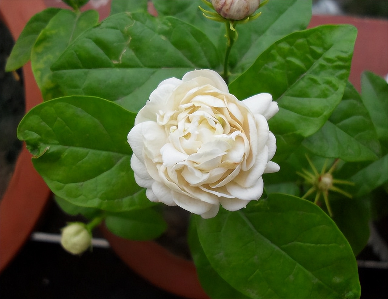 此花颜值出众，芬芳馥郁，花期长，可盆栽，一起来看看