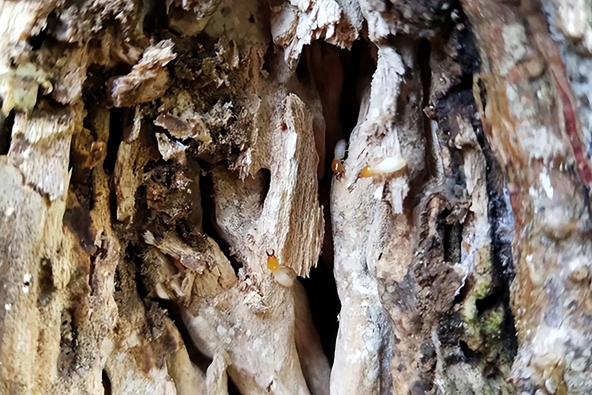 家庭防治白蚁最有效的方法,苏州上门白蚁防治的有效方法