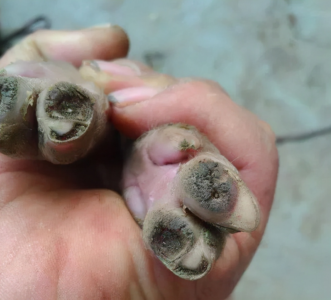 怀孕母猪蹄裂怎么治疗最好,母猪蹄裂病用什么药好得快