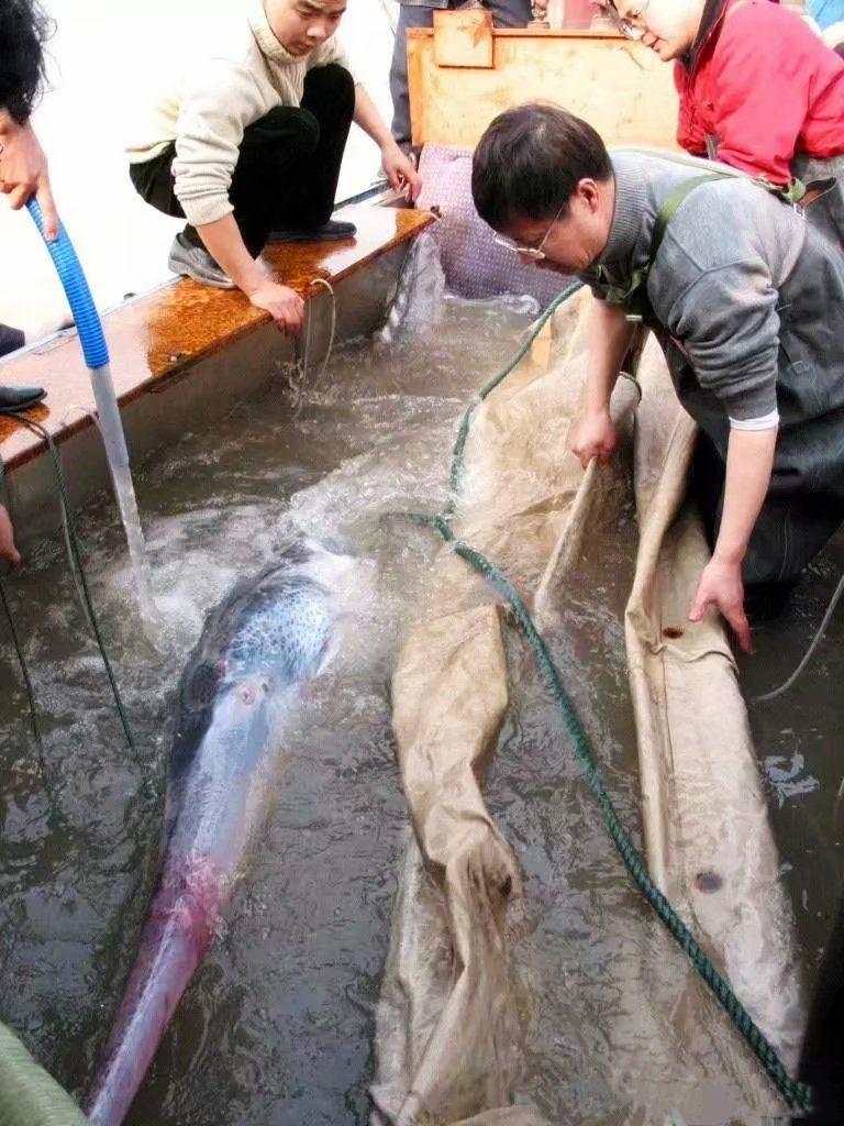 长江流域禁渔十年鱼多了,长江禁渔多年未见过的鱼