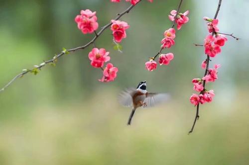 小花失去的初恋-八十年代的爱情故事-下部