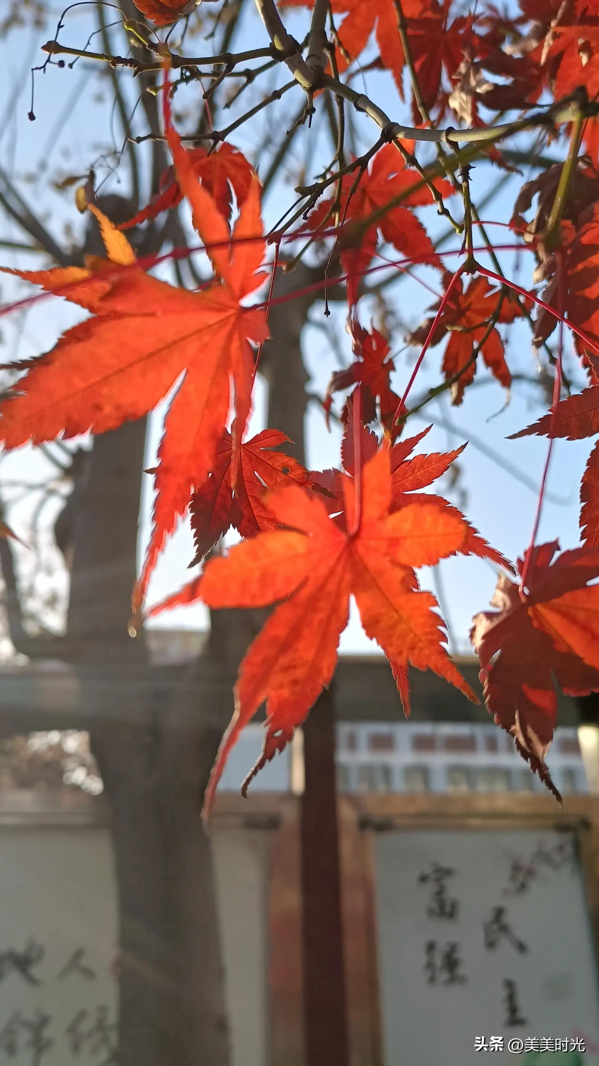 红枫在什么季节最好看,红枫红了的季节