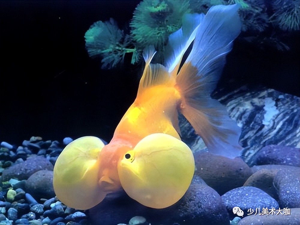 深海鱼群美术课件,深海里的鱼群美术教案