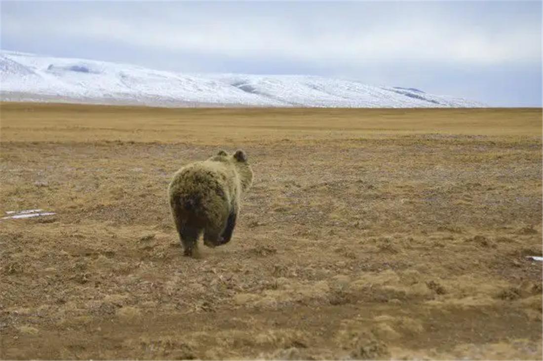三江源成年雪豹被五只狼围攻,三江源现罕见藏棕熊捕食