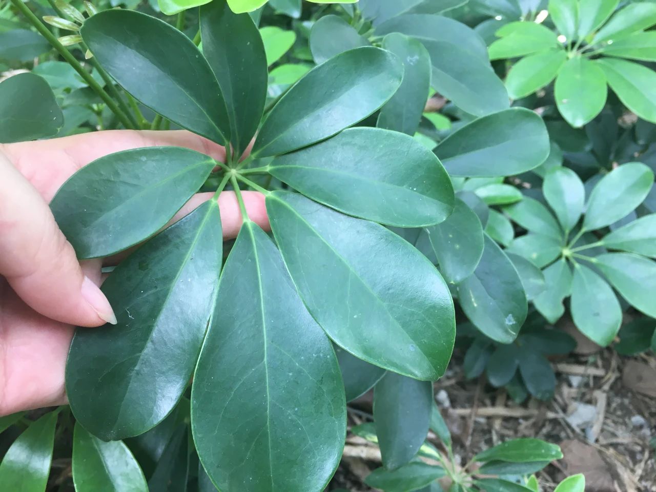 这3种植物在一起就无敌了,这3种花根系特别发达