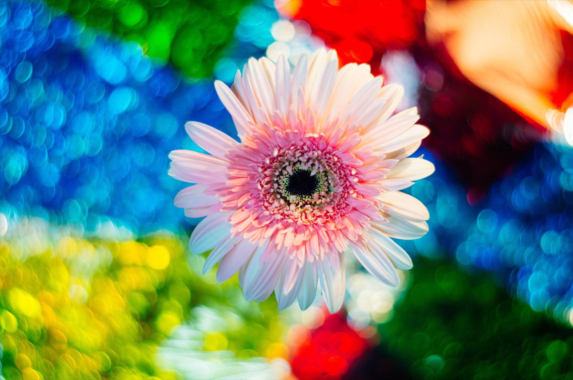 在古代苹果象征着什么,苹果象征爱情果