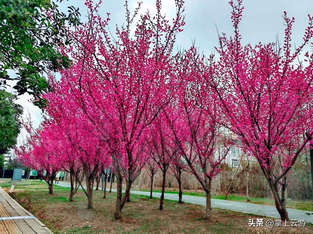 绿野春花,绵阳安州看花免费推荐
