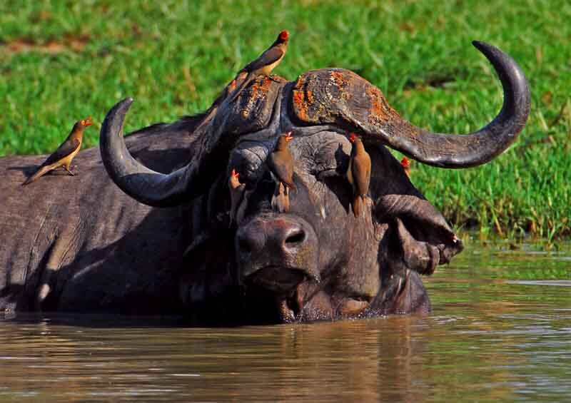 能杀了老虎的十大猛兽,可以杀死老虎的十大猛兽