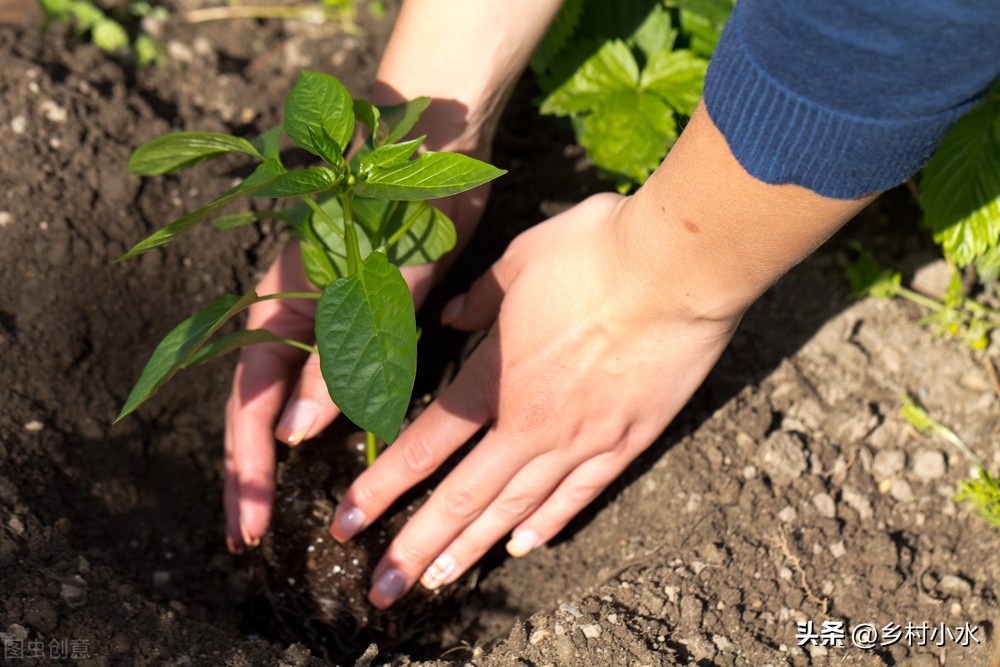 辣椒育苗要多久种植时间和方法,春季辣椒育苗方法和时间