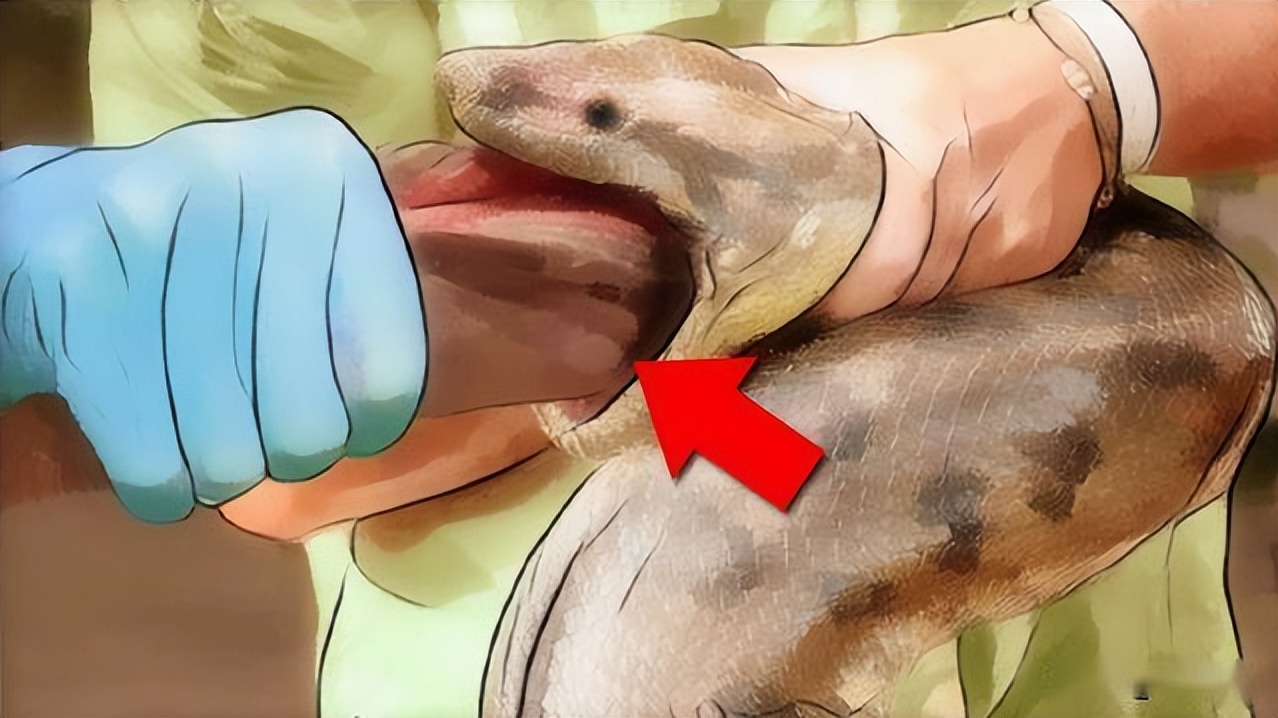 文胸、高尔夫、炮弹、珍珠、*物文**，盘点这些从动物肚里发现的东西