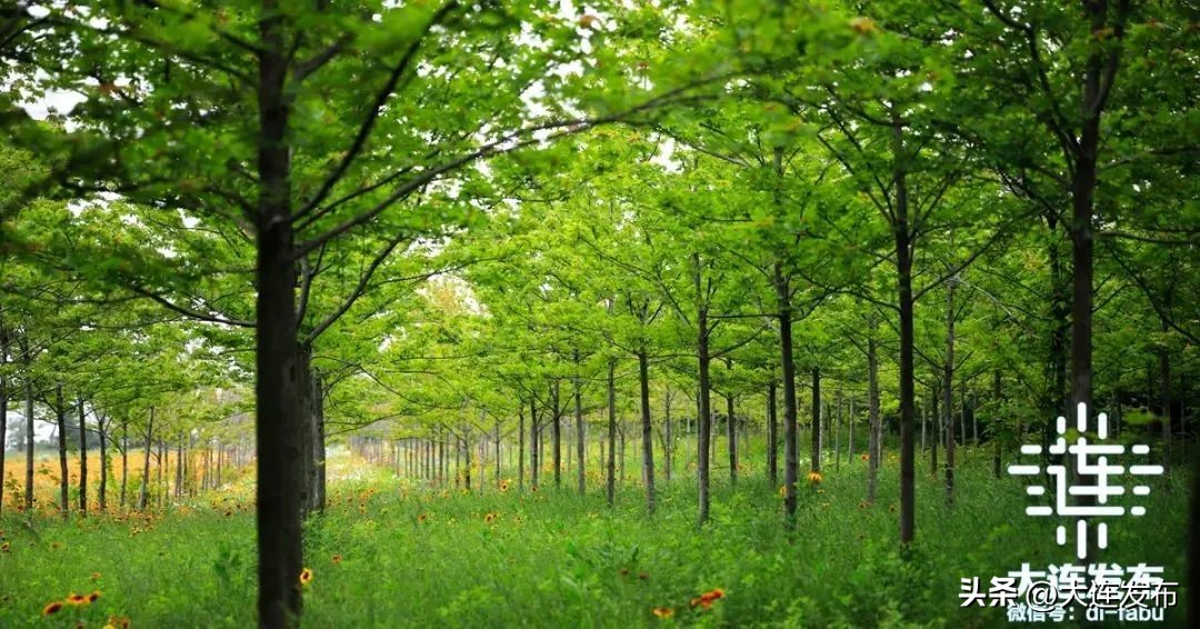 人民日报发文点赞大连,为大连市政府点赞