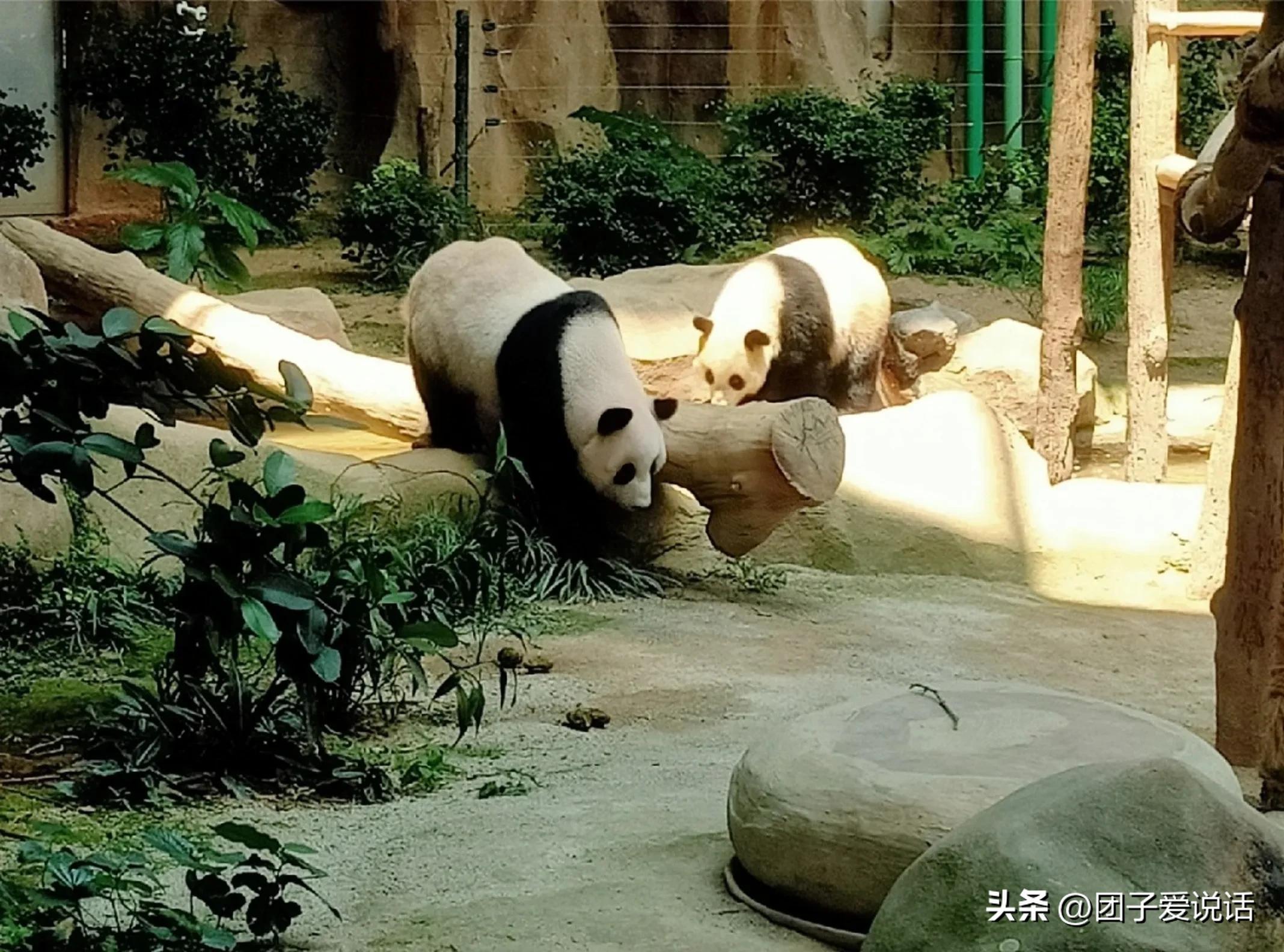 在汶川大地震救助的熊猫,经历汶川地震的熊猫