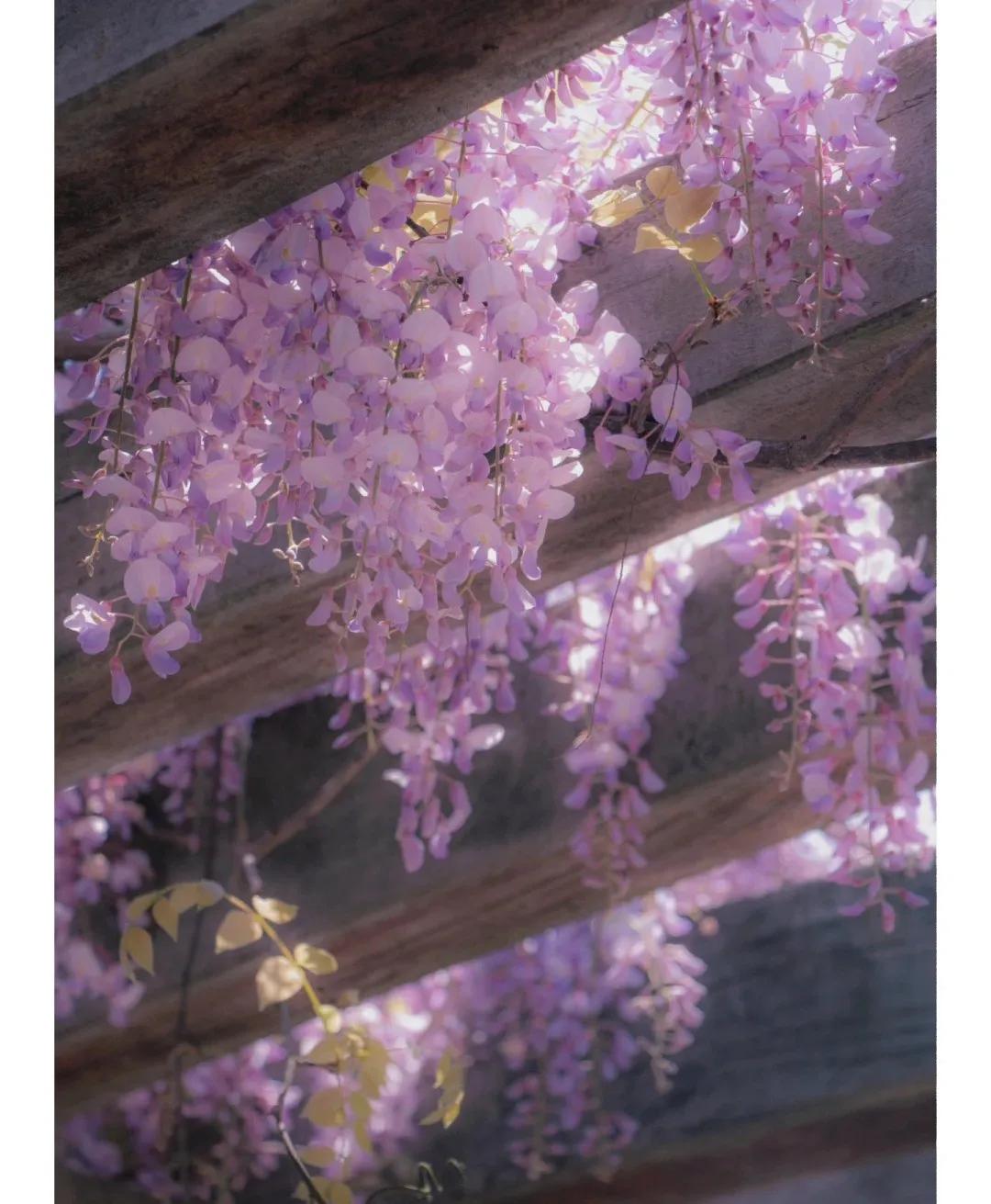 小众却又惊艳的诗词,关于百花的诗词