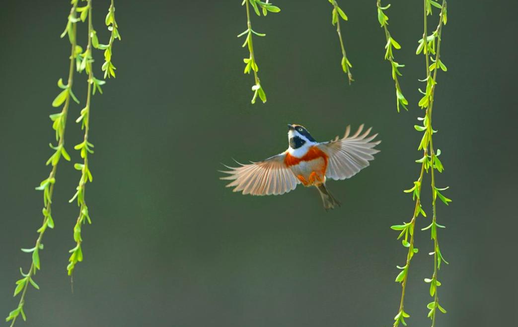 贺知章关于春天的诗句,贺知章有哪些写春天的诗