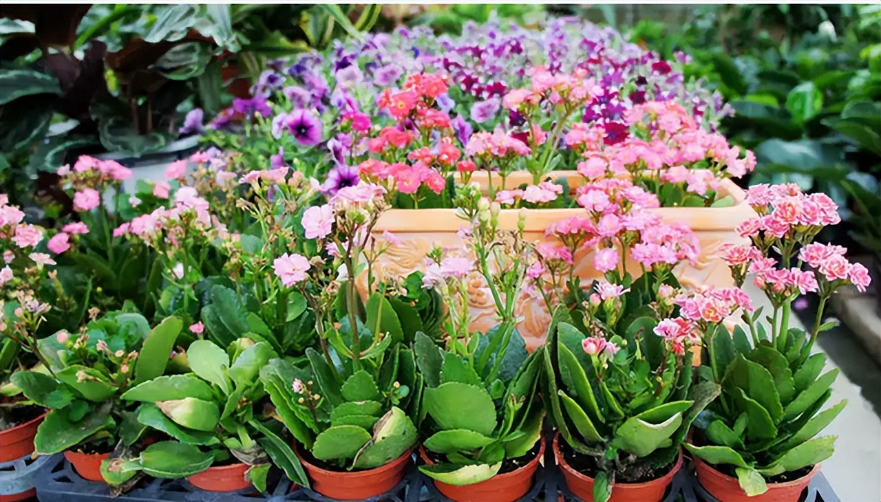 长寿花叶子小怎么处理,长寿花叶子小掉叶子是怎么回事