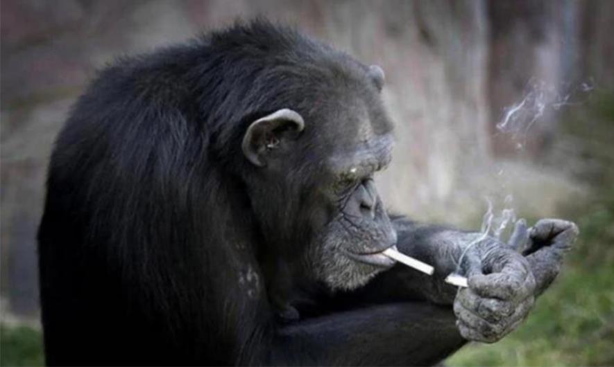 抽烟酗酒，甚至还会吸毒，动物们究竟有多狂野？网友：老烟民了