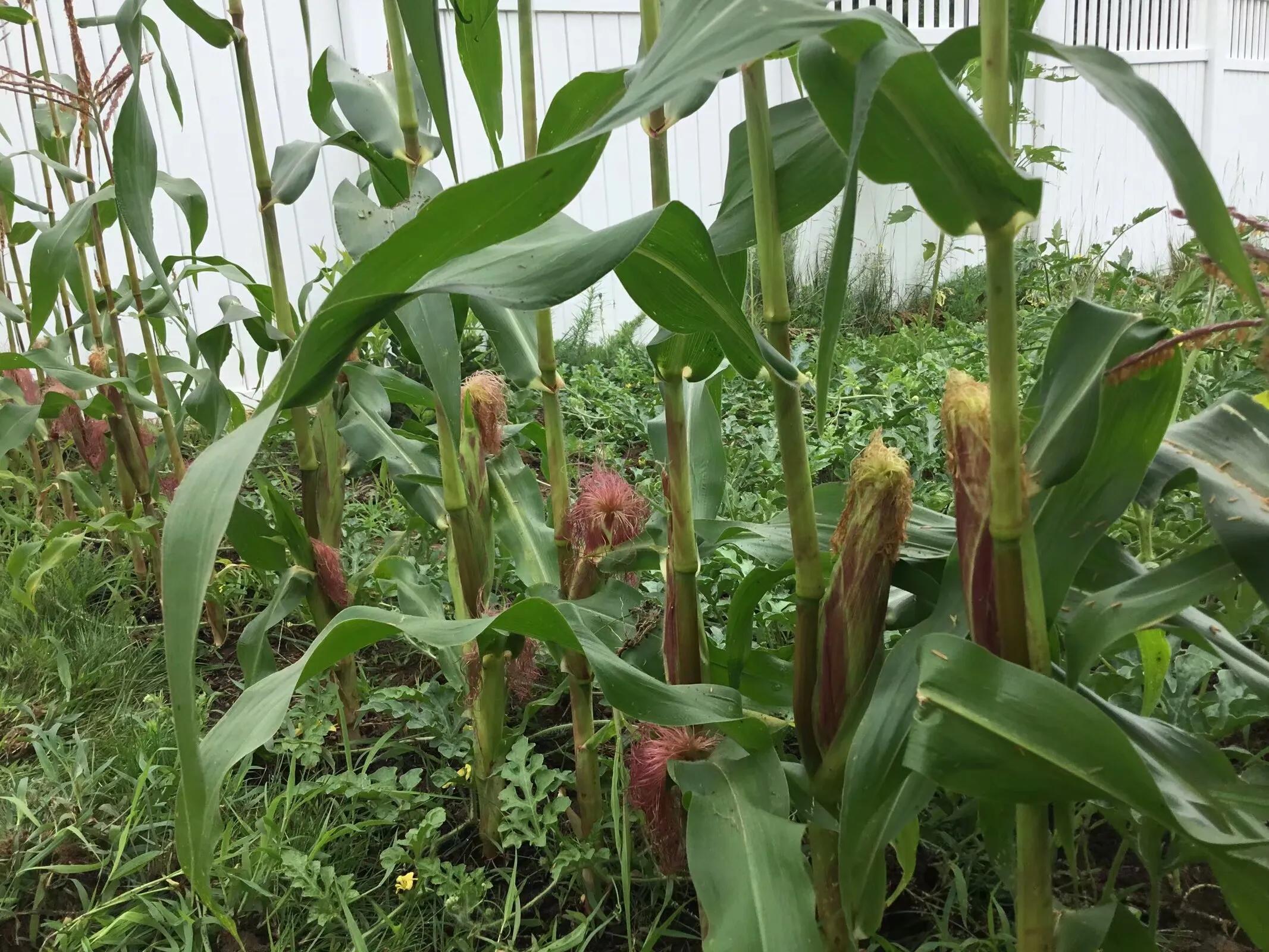 我在美国小镇做“隐士”