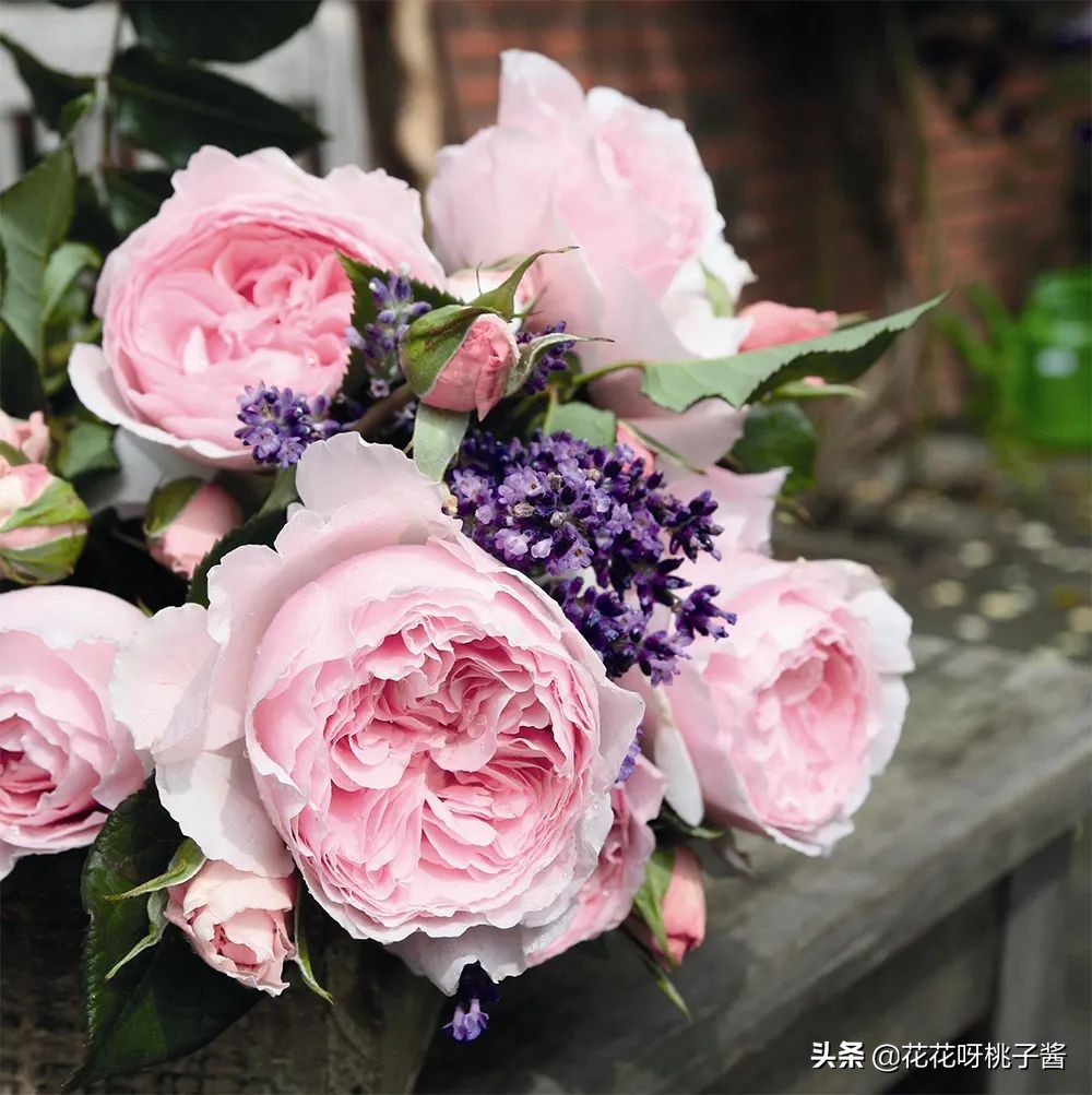 花期特别短暂开放好看的粉色月季,粉色可爱融化你的少女心月季