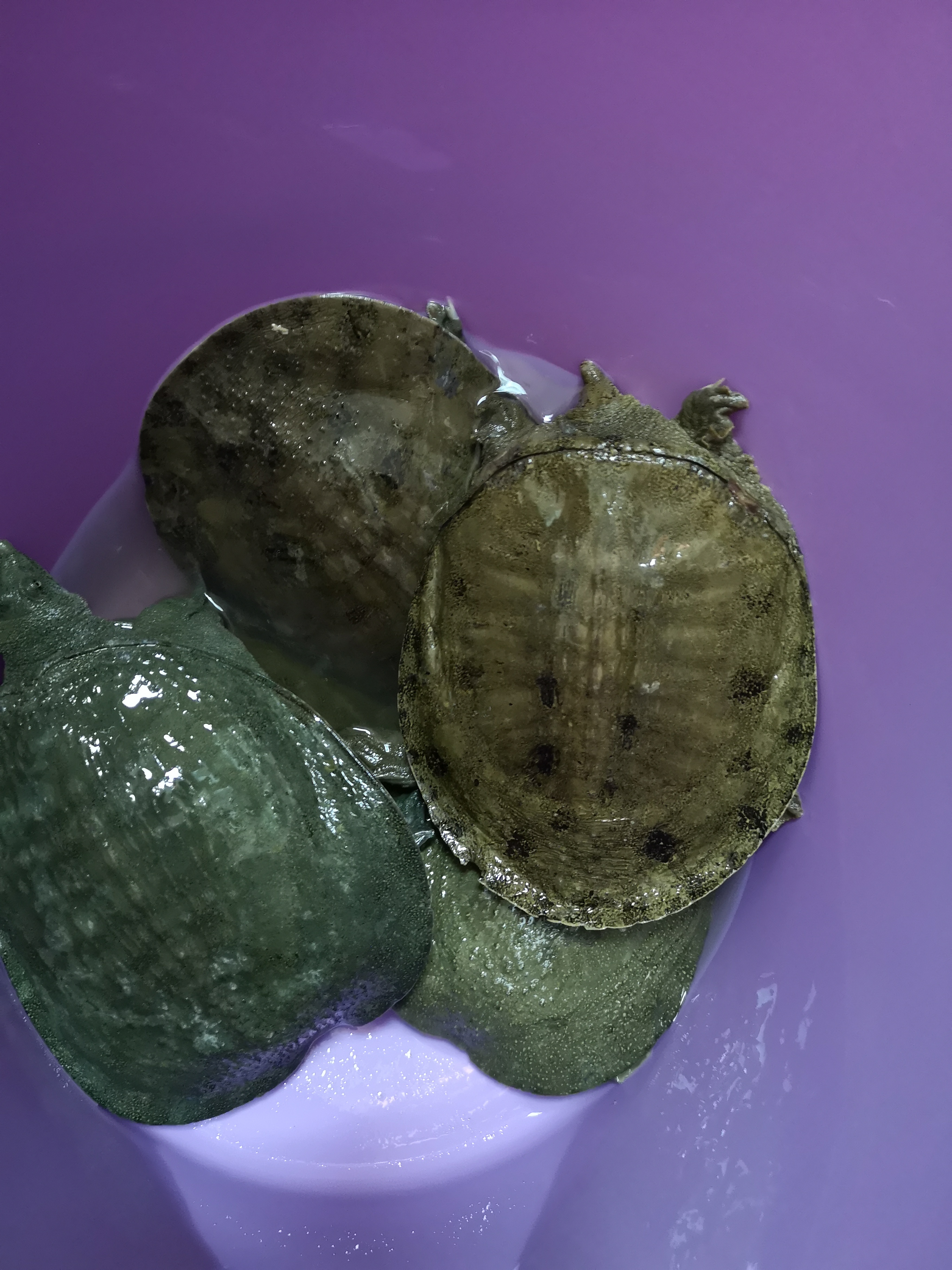 甲鱼咬钩怎么让它松口,甲鱼习性及钓法