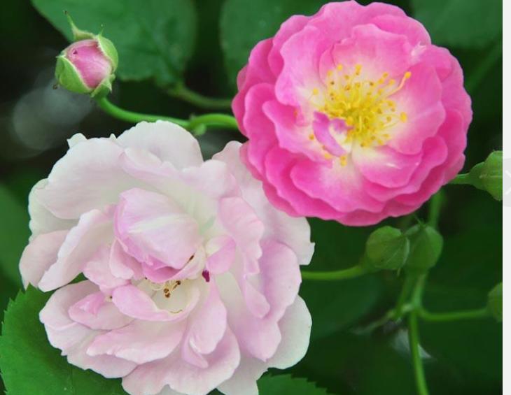 蔷薇花之谜,蔷薇花的传说寓意