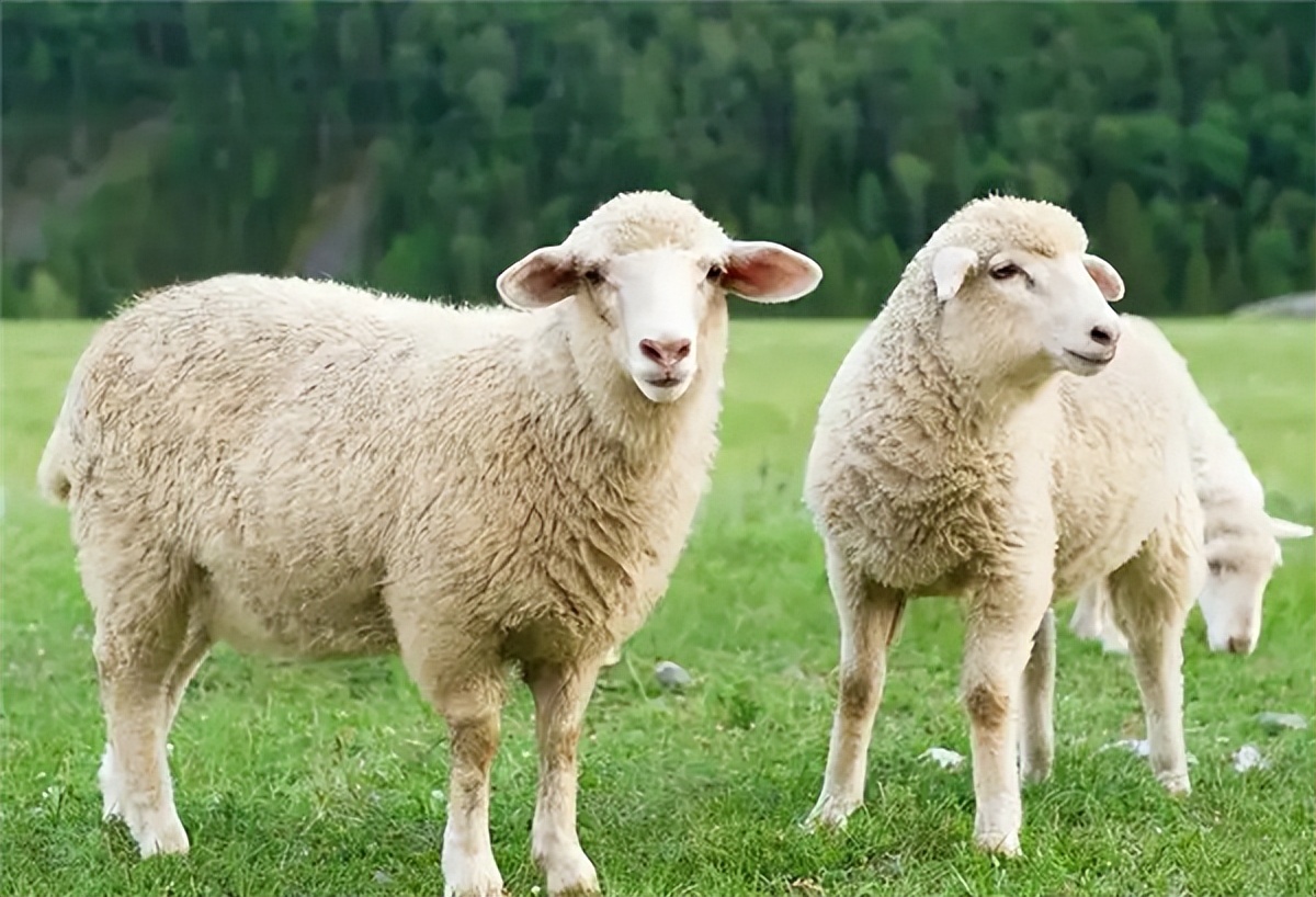 澳洲绵羊油australian,澳洲绵羊油品牌