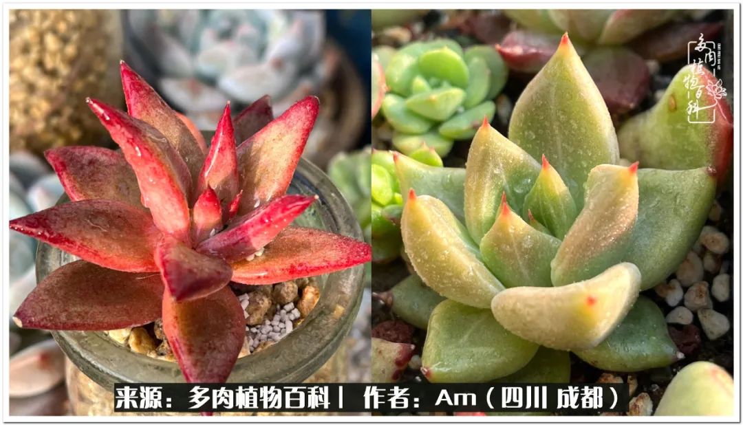 多肉小盆友生活多姿多彩,多肉小精灵福享不停