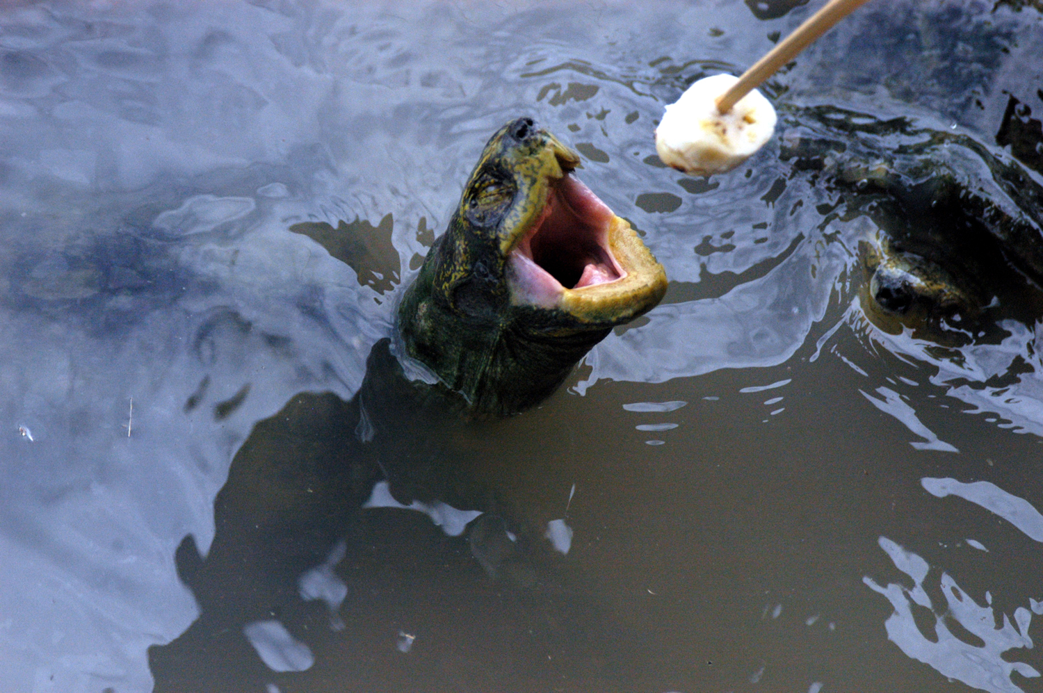 乌龟吃香蕉有助于排便吗,乌龟吃香蕉有什么好处