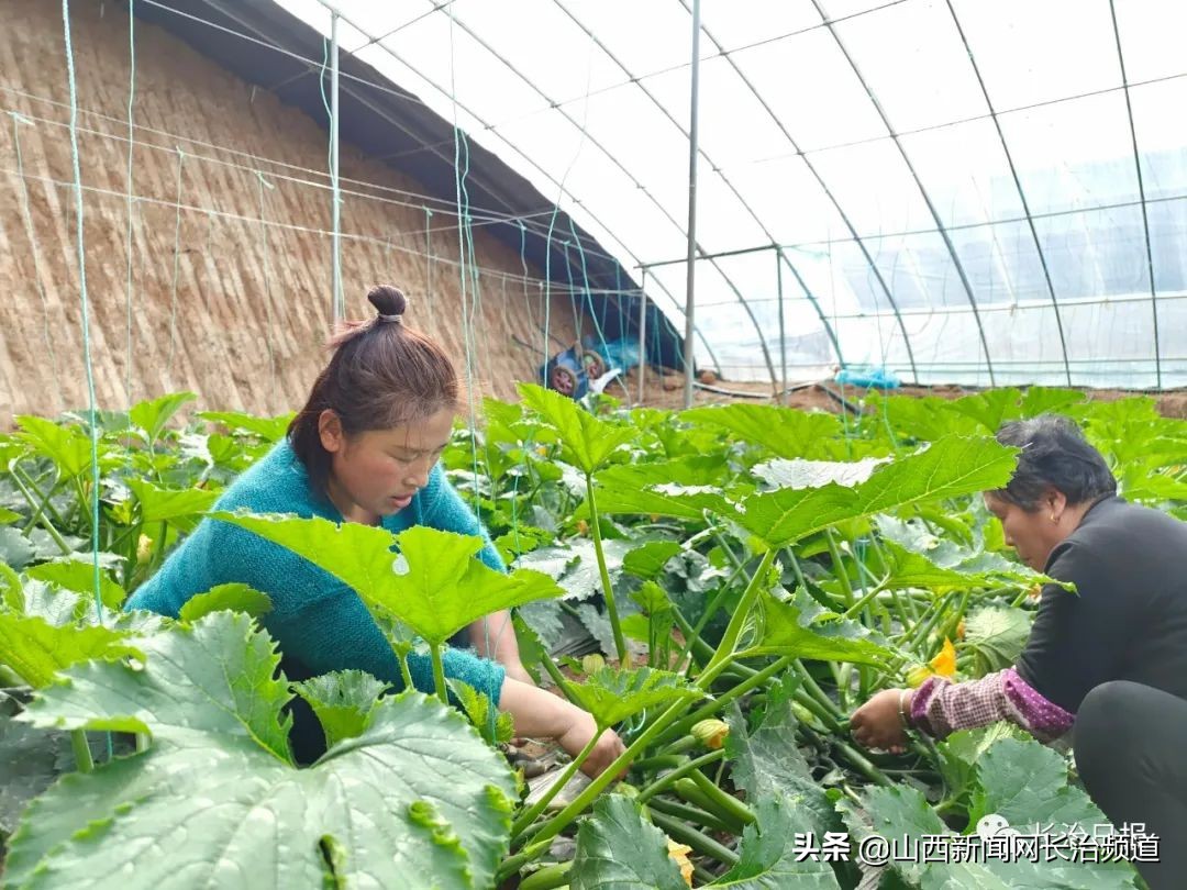 在希望的田野上稻花香,屯留区特色农业产业基地