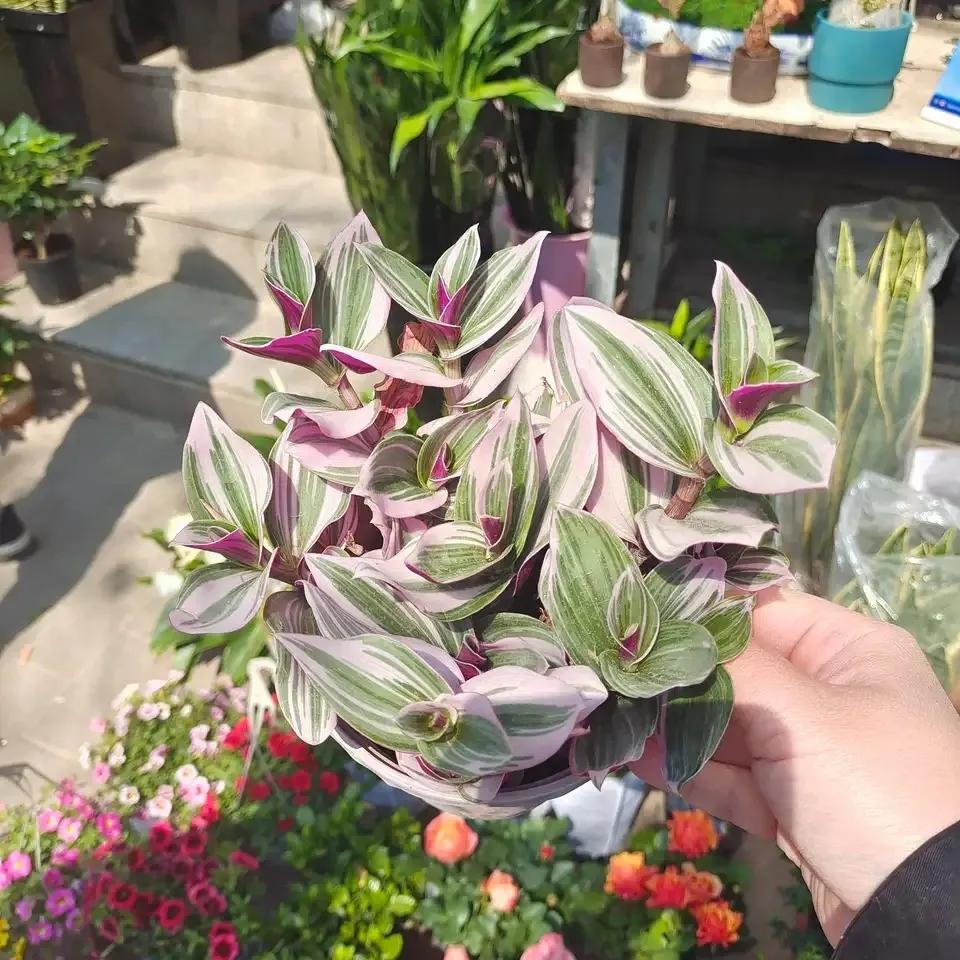 室内净化空气除甲醛最好养什么花,什么花净化空气除甲醛最好