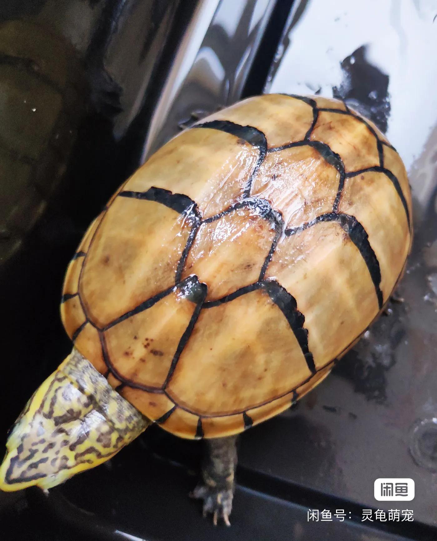 乌龟好看好玩又好养的蛋龟,最值得养的蛋龟品种