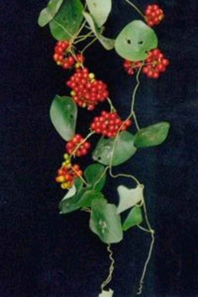 千金藤真假鉴别,千金藤是中药材吗