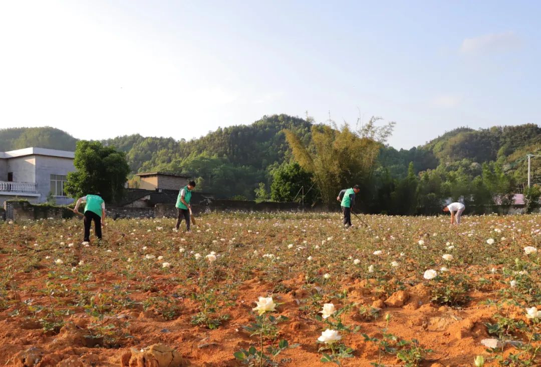 全国最大的玫瑰花种植基地,百万亩玫瑰花基地