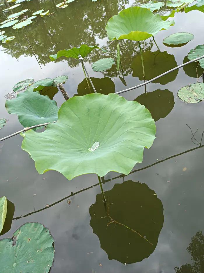 五四演讲稿题目怎么写,五四青年节手抄报写什么
