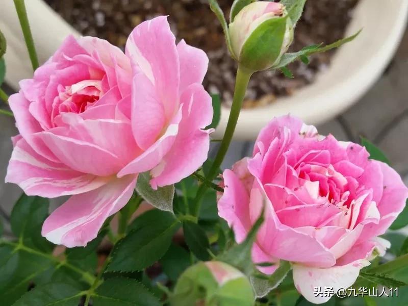 微型月季品种价格是多少 (微型月季品种有哪些)