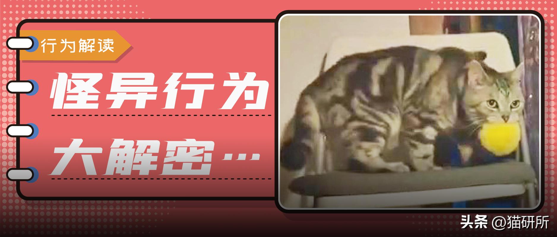 猫咪为啥叼着玩具嚎叫?谷歌569万搜索解密...