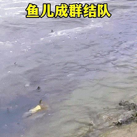 目前市场上的刀鱼是长江刀鱼吗,江阴刀鱼是江刀还是海刀