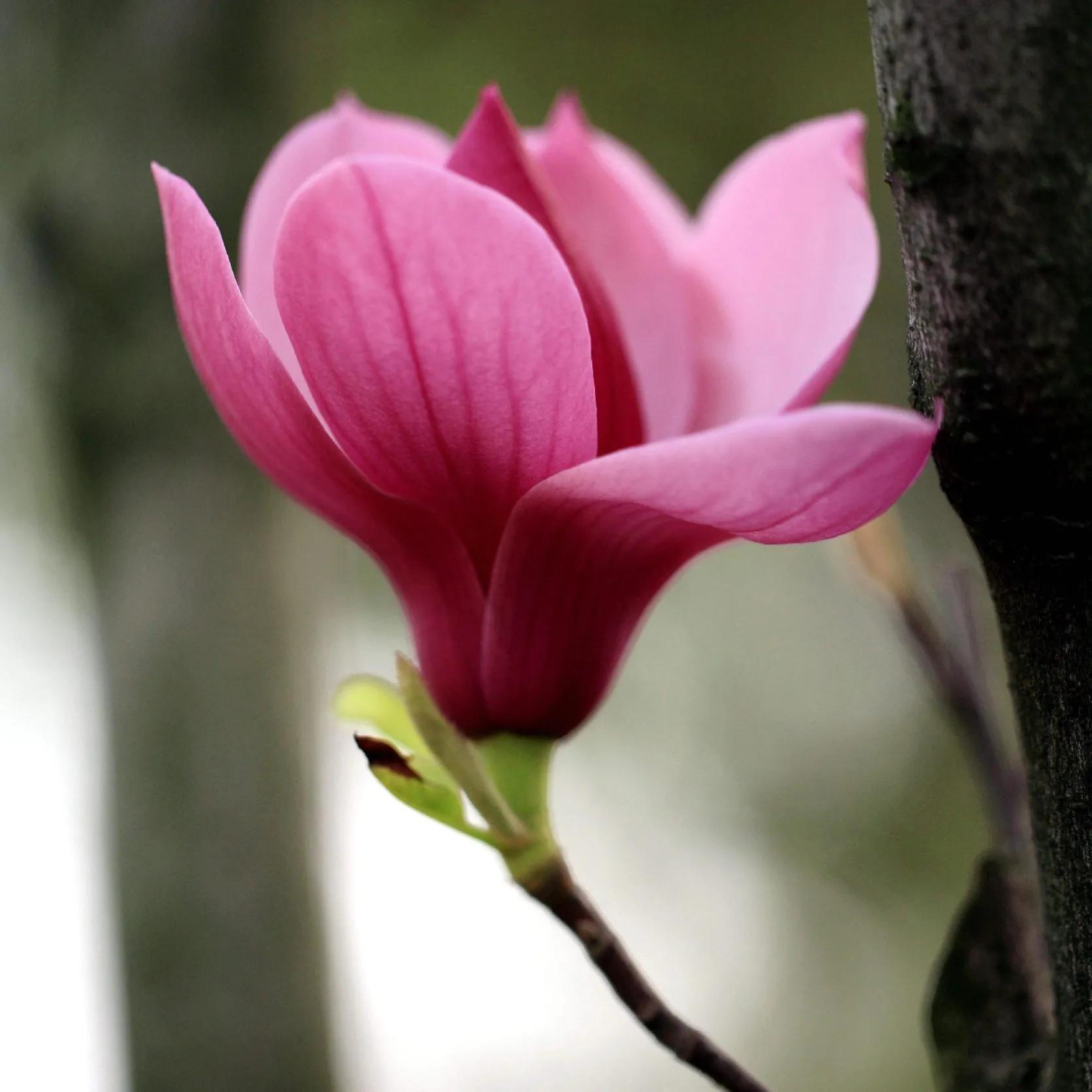 100种迷人的“数字花”,从零到一百万,真是太神奇了