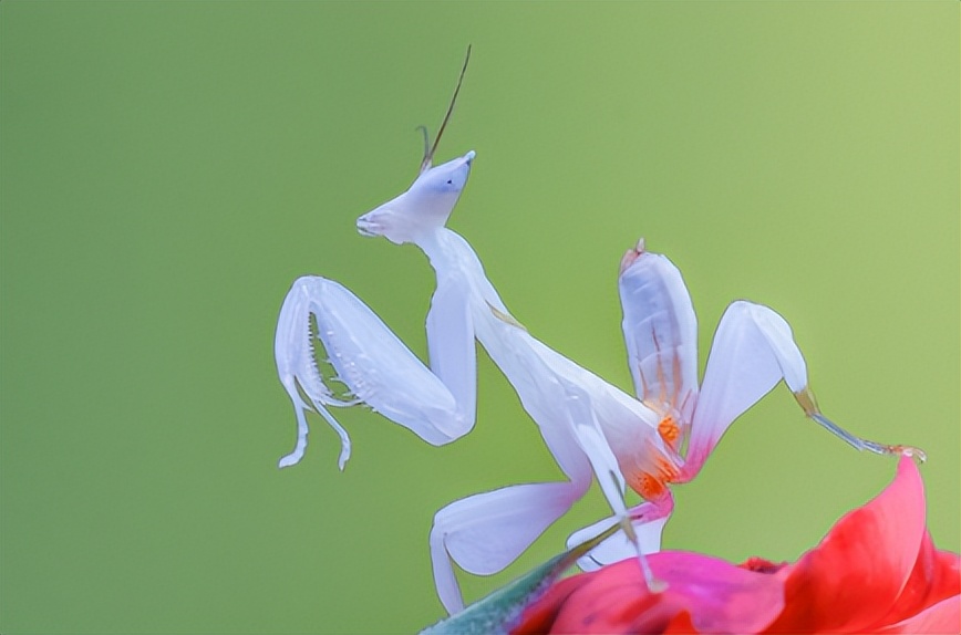 兰花螳螂是否是自然界原有的物种,兰花螳螂从卵变成小螳螂的过程