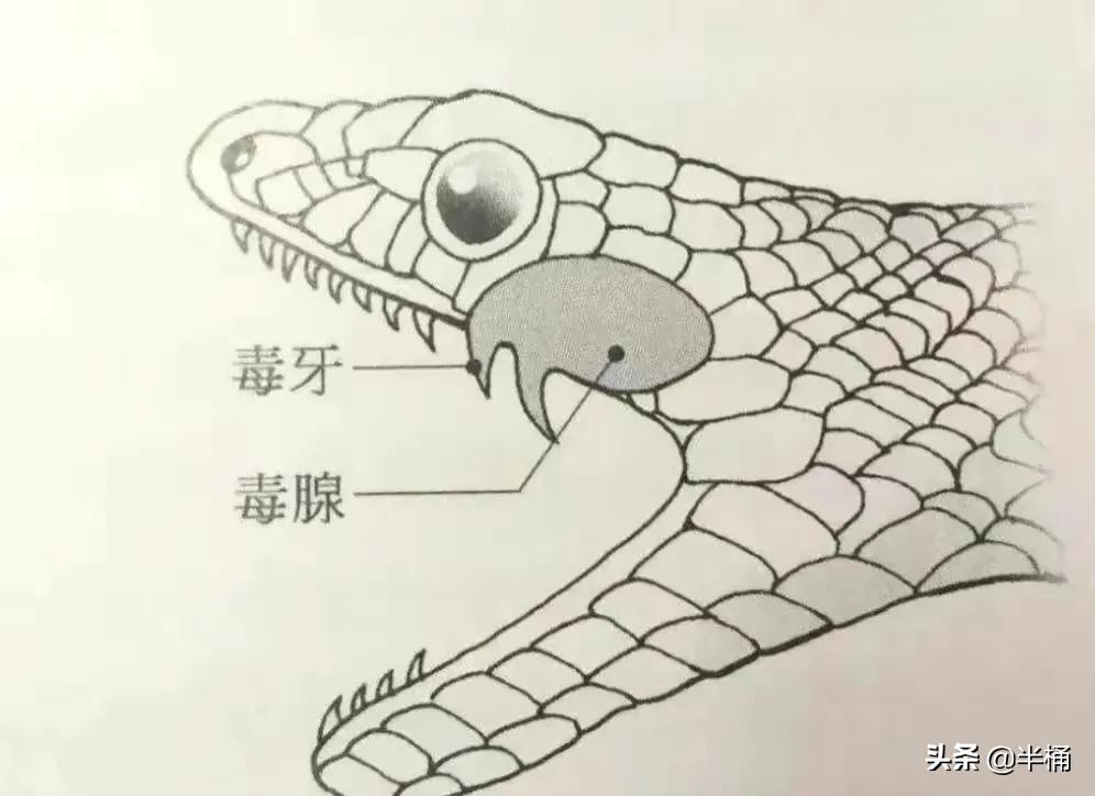 打蛇没打死会报复吗,经常打蛇会被蛇报复吗