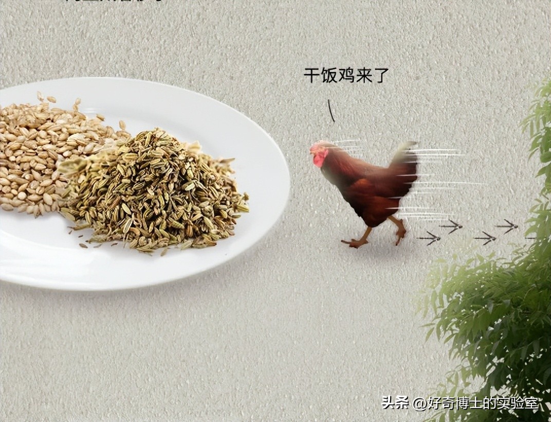 母鸡下蛋后为什么会咯咯叫，是因为屁股疼吗？