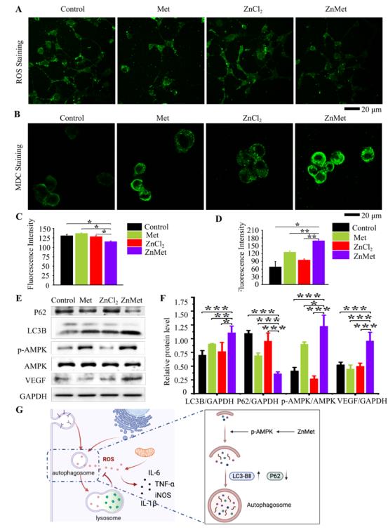 「科研快报」可喷雾热敏水凝胶与锌修饰二甲双胍促进皮肤创面愈合
