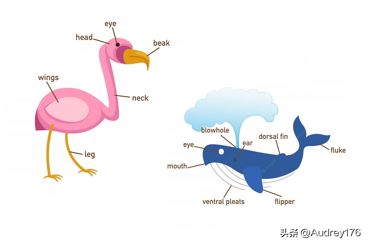 动物部位英语单词,动物身体器官英语单词大全