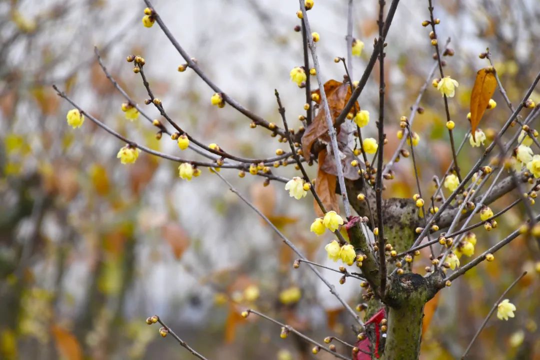 德阳中江县美食店,美食中江