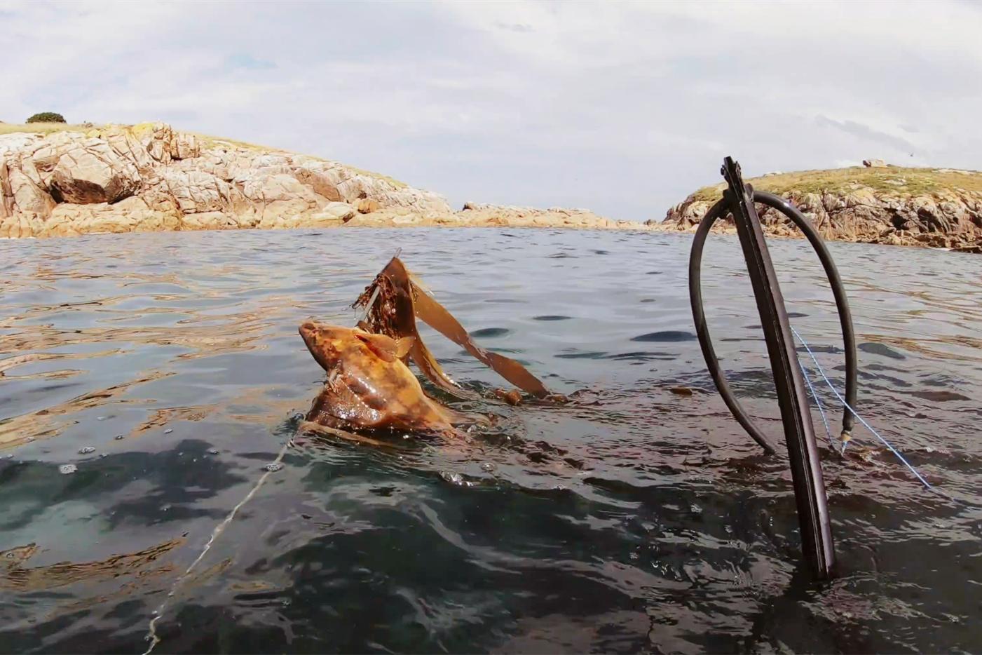 中国小伙荒岛求生大合集,中国小伙的航海日记合集