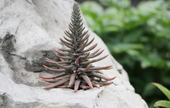 瓦房屋顶植物,瓦房上面的一种植物